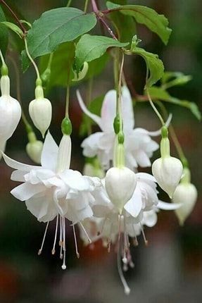 15 Adet Beyaz Renkli Küpe Çiçeği Tohumu Hahsv