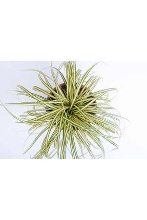 Kareks - Carex Oshımensıs - Evergold T51