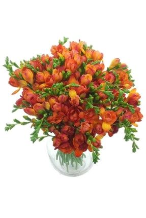 4 Adet Yoğun Kokulu Katmerli Frezya Soğanı (arpa Çiçeği) 1025 3387