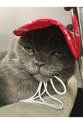 Denizci Desen Şapka Kedi Köpek Aksesuar Jbdenizcişapka