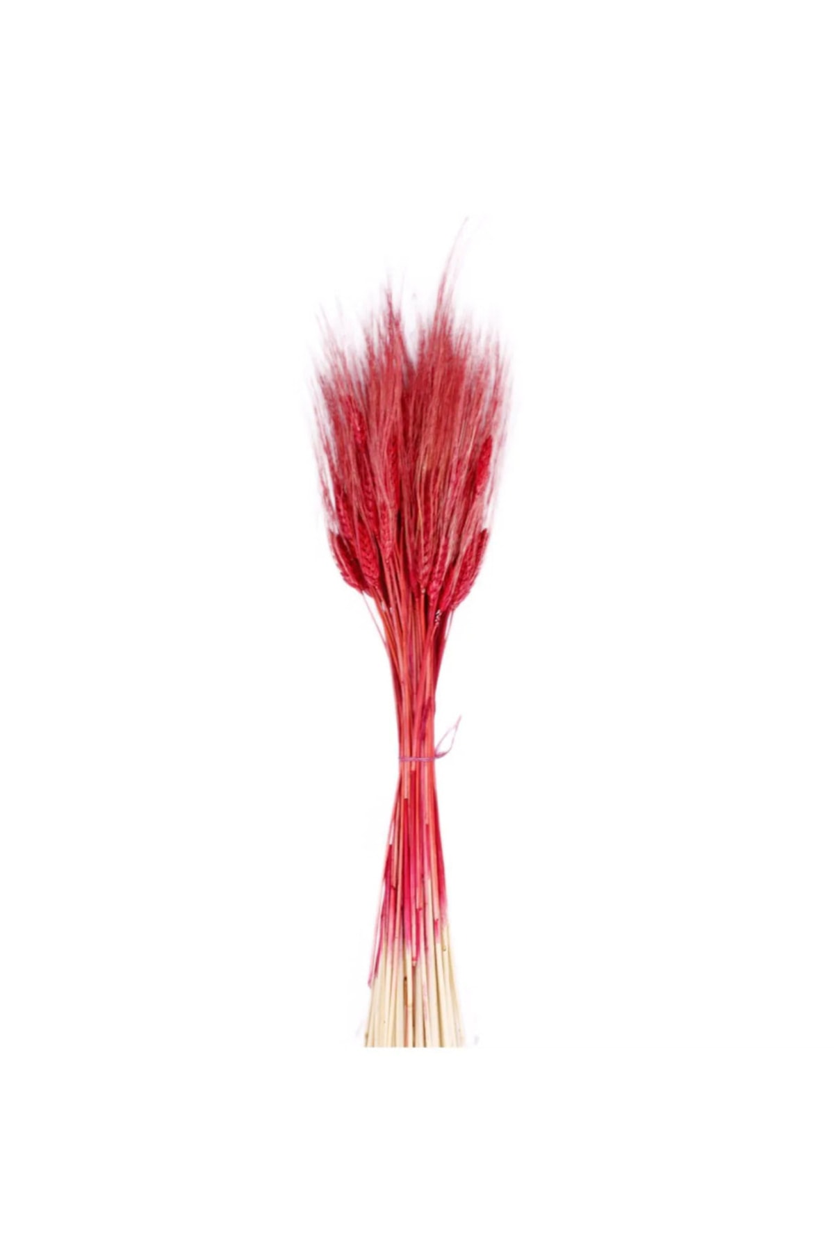 Dry Flower Spike Bundle Red 25 /30 Handle 45cm Length