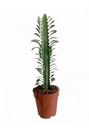 Euphorbia Trigona Rubra Yeşil Süt Ağacı 1 Lt Sak Sı Içinde 10/20 Cm 00808-2-2