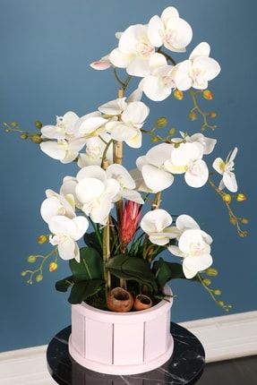 Oval Renkli Ahşap Saksıda 6 Dal Orkide Aranjmanı Kırık Beyaz YPCCK-FKYT-864