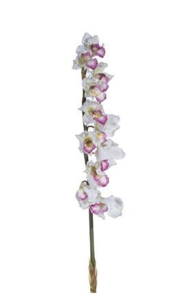 Cymbıdıum Jumbo Islak Orkide Dal Çiçek SLHL001