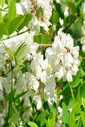 Tüplü Yoğun Kokulu Beyaz Çiçekli Akasya Fidanı ACEKLSX8