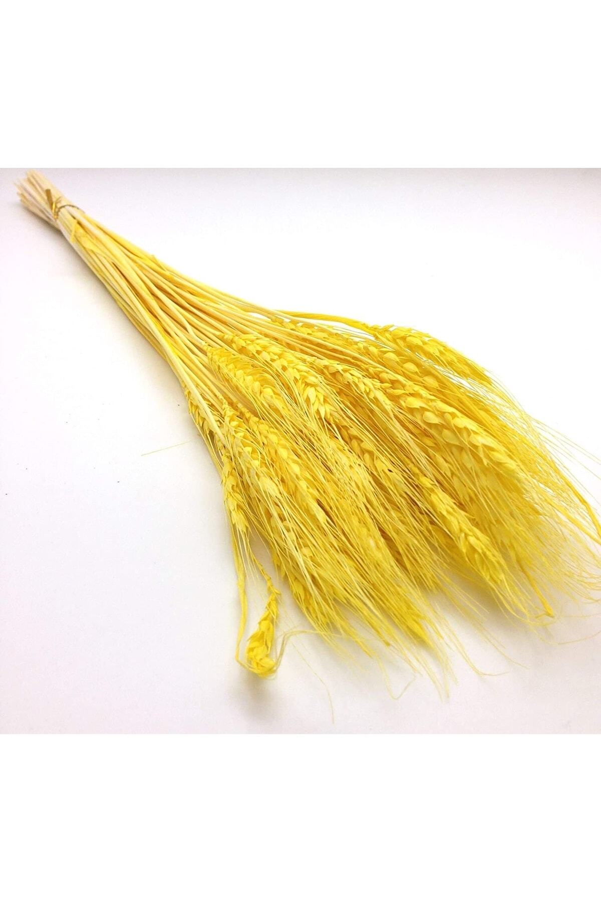 Dry Flower Spike Bundle Yellow 25 /30 Handle 45cm Length