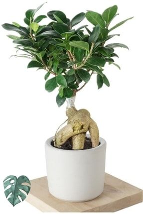 Ficus Ginseng (bonsai Ağacı) 828keke2345