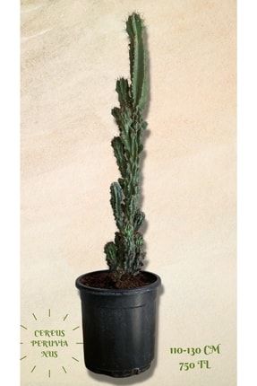 Cereus Peruvianus Monstrosus (kaya Kaktüsü) KAKTUS130cm