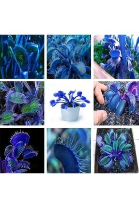10 Adet Mavi ( Blue ) Venüs Sinek Kapan Etobur Bitki Tohumu + 10 Adet Hediye Karışık Renk Gül Tohumu TOHUM00001665