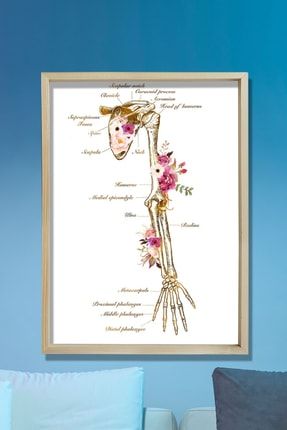 Iskelet Sistemi Baskısı Kol Kemiği Ve Anatomi Sanatı Kiropraktör Ofisi Duvar Tablosu BT1-526