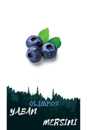 Yaban Mersini - Blueberry (duke) Meyve Fidanı OLMYMERS004