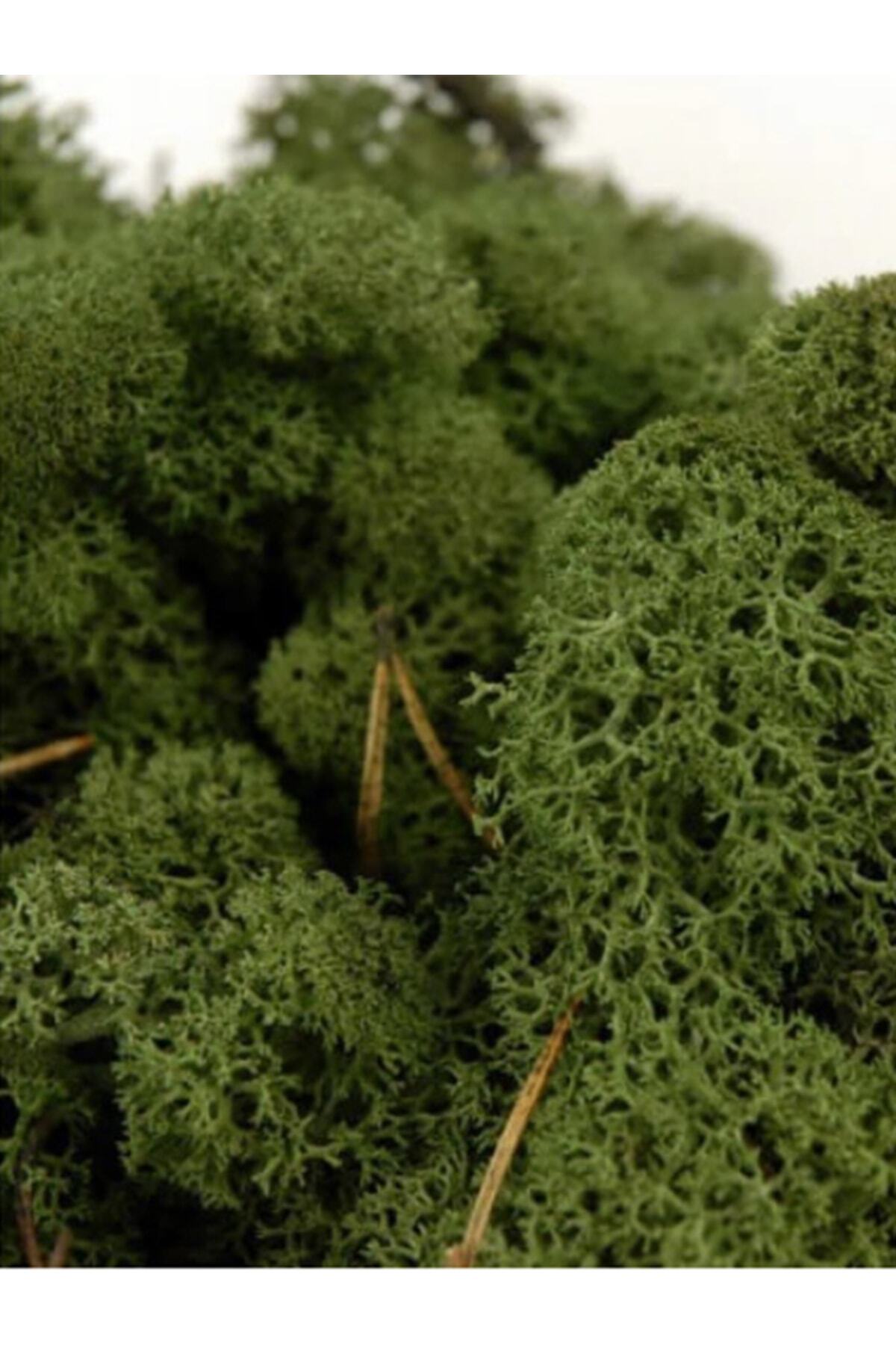 TREND Dark Green Şoklanmış Reindermoss Teraryum Yosunu 50 Gr