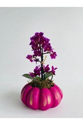 Balkabak Desenli Fuşya Dekoratif Beton Saksıda Mor Mini Orkide ev yaşam bitki dekor sevgili bahçe
