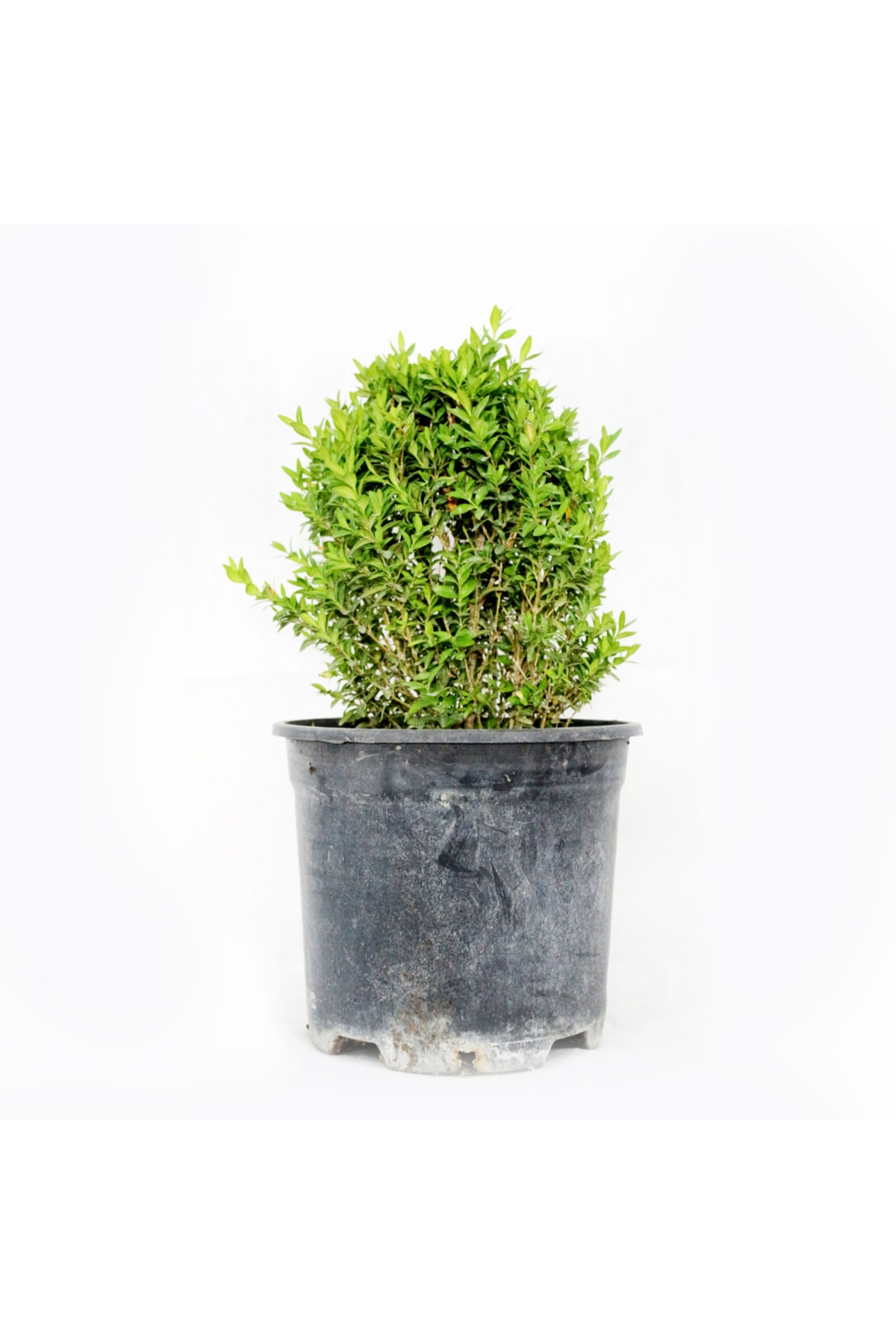 Osmanlı Şimşir Fidanı Buxus Microphylla Faulkner, Saksıda