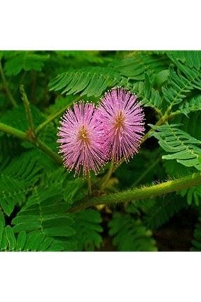 Mor Mimoza Küstüm Çiçeği Tohumu (30 Adet) 89562356985