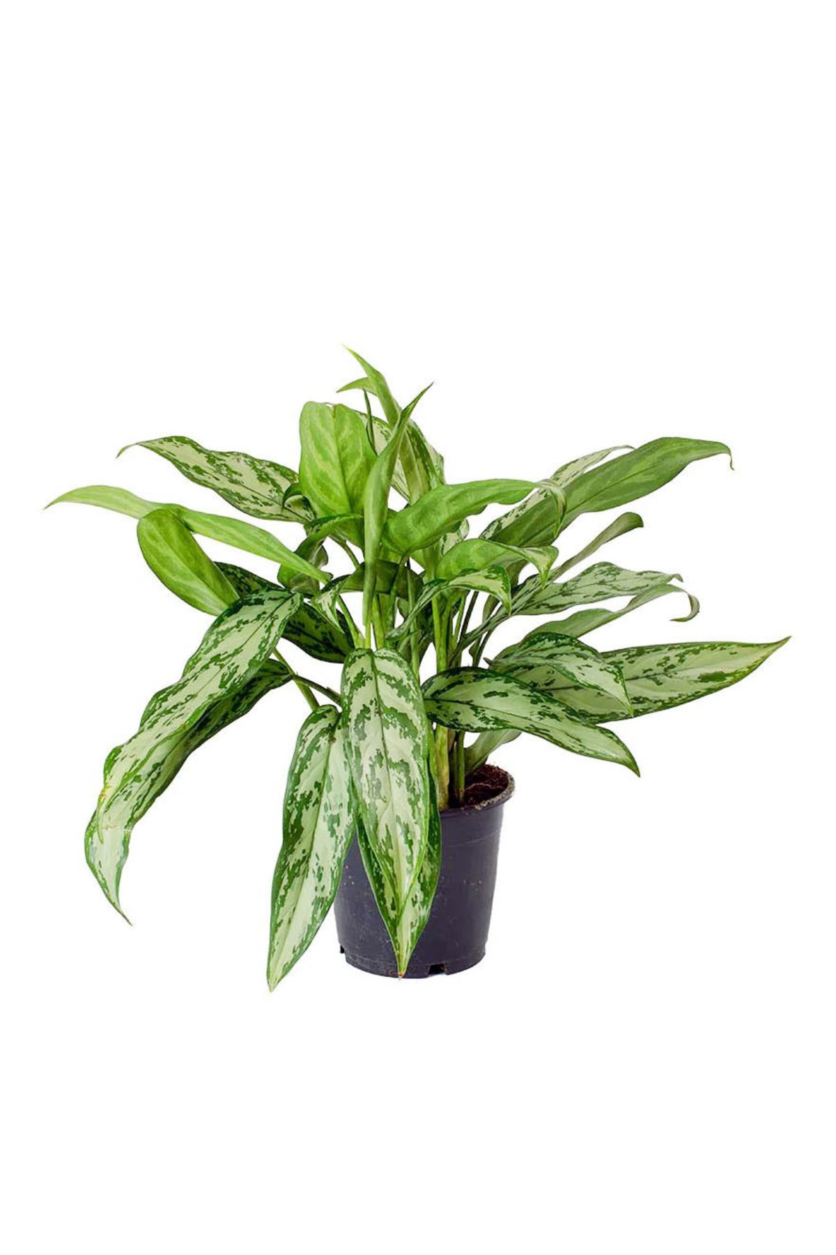 fiddle leaf fig plant food Professional Liquid Fiddle Leaf Fig Plant Fertilizer  Leaves and Soul