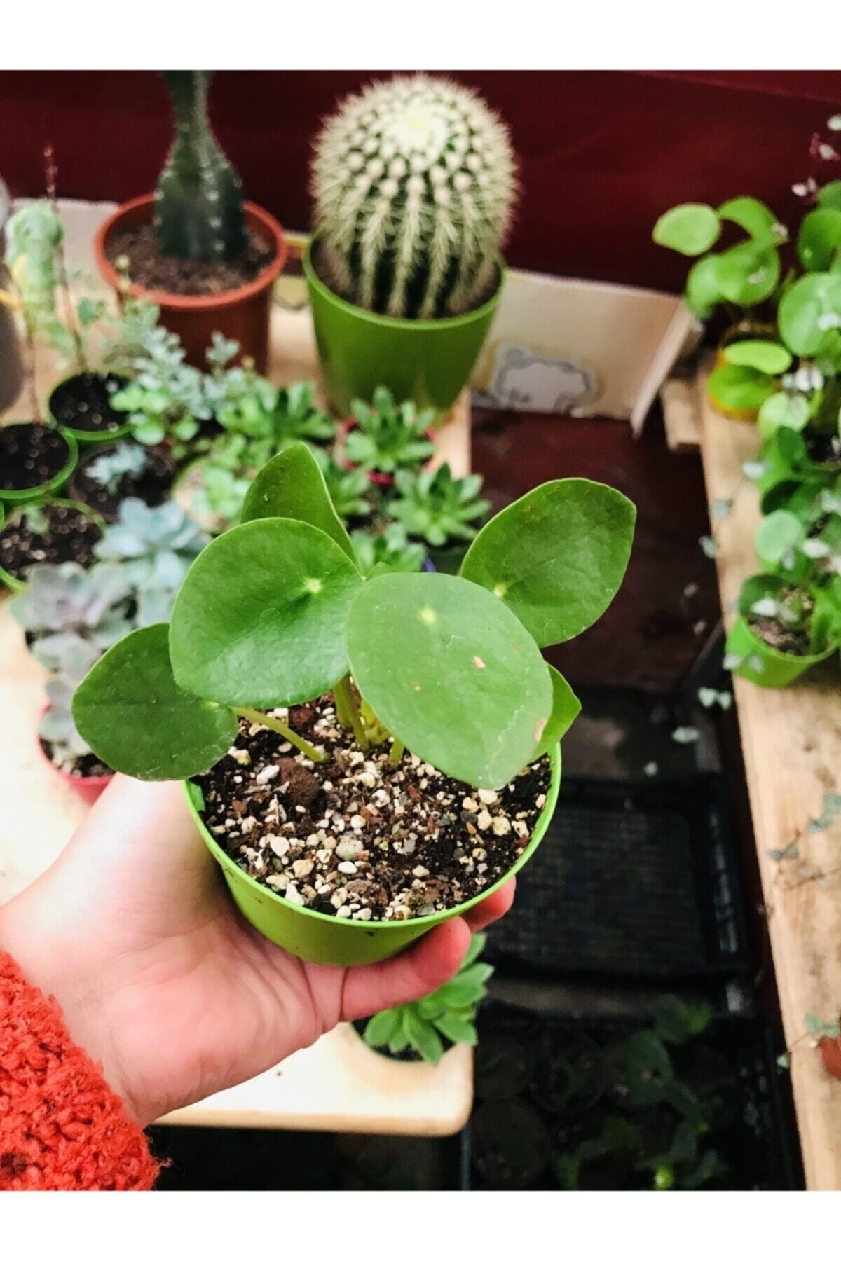 Pilea Plant Hall Plant in 8cm Pot