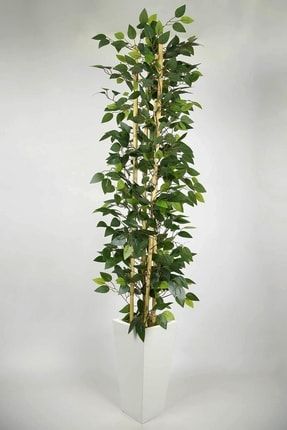 Yapay Benjamin Ağacı Ahşap Saksıda Yapay Çiçek Yoğun Dolgun Yapraklı 170 Cm Beyaz170cmBenjaminY