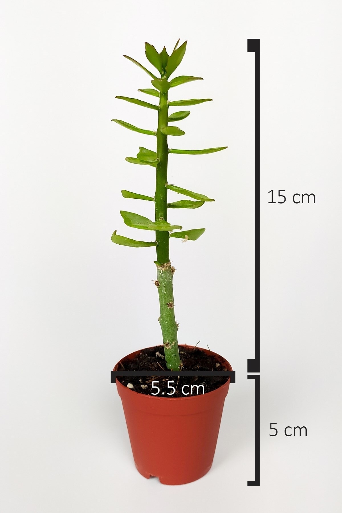 Pereskiopsis Spathulata Aşı Kök Bitkisi Sarı Çiçek Veren Kaktüs 5.5 Cm Saksıda 5