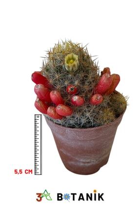 Mammillaria Prolifera Kaktüs, 5,5 Cm'lik Saksıda KTS11