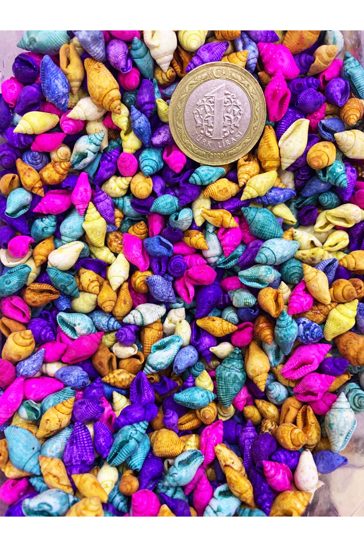 Nikah Şekeri Market 200 Adet Karışık Renkli Minik Deniz Kabukları Nassa Shell ( 1 - 1,5 cm )