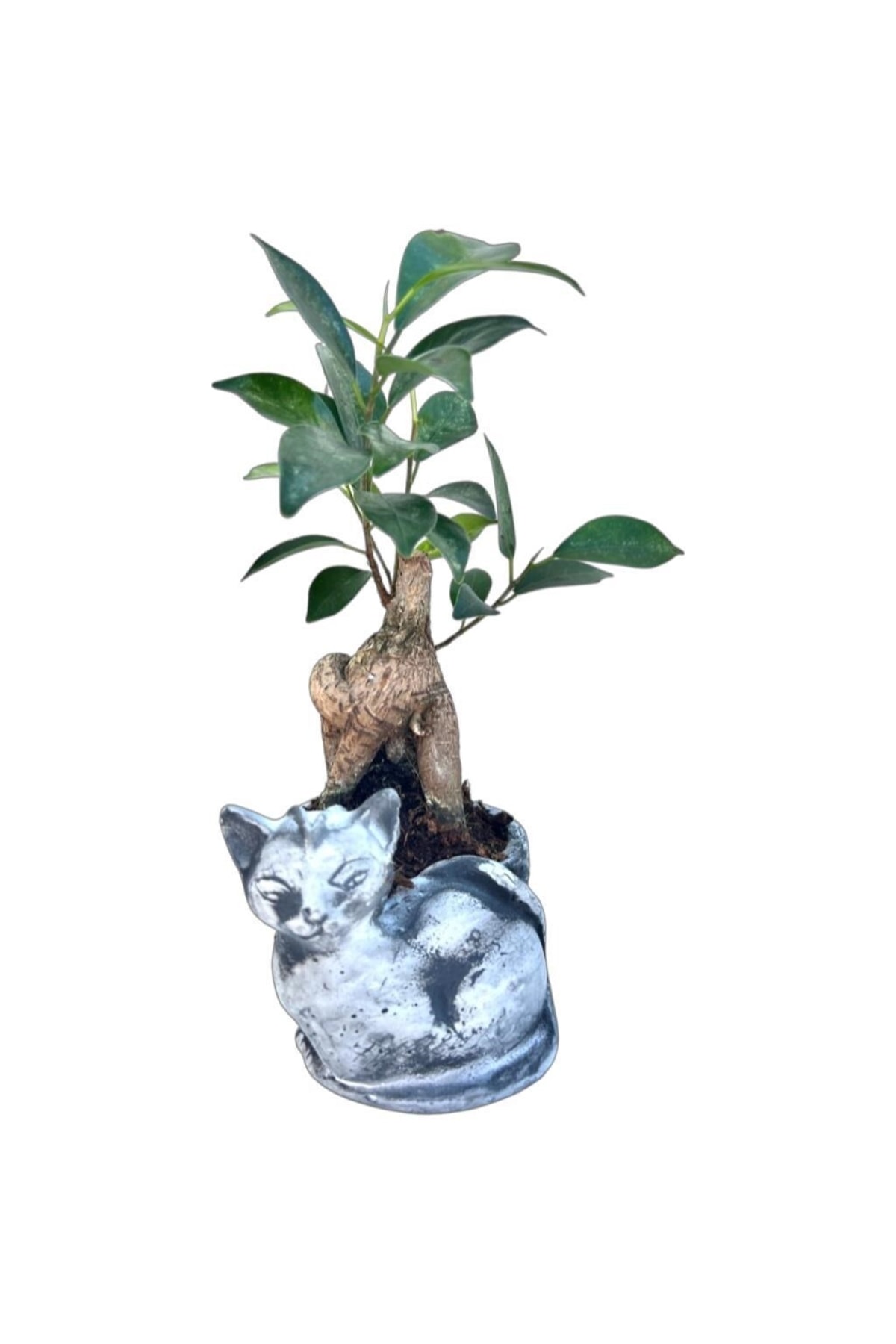SalonBitkileri Bonsai Ficus Cats Fiyatı, Yorumları Trendyol