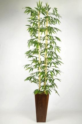 Yapay Bambu Ağacı Ahşap Saksıda Yapay Çiçek Yoğun Dolgun Yapraklı 170 Cm Ceviz170cmBambu