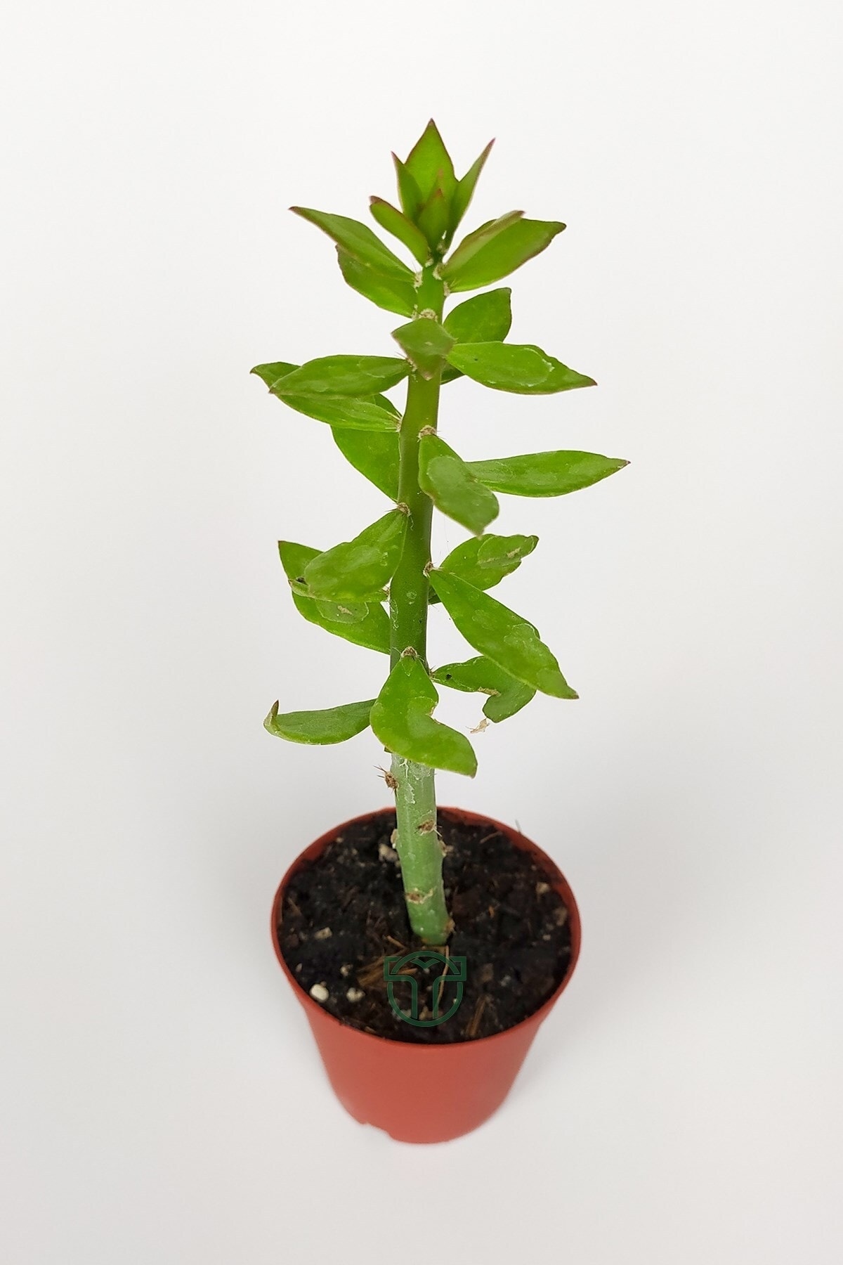 Pereskiopsis Spathulata Aşı Kök Bitkisi Sarı Çiçek Veren Kaktüs 5.5 Cm Saksıda 3