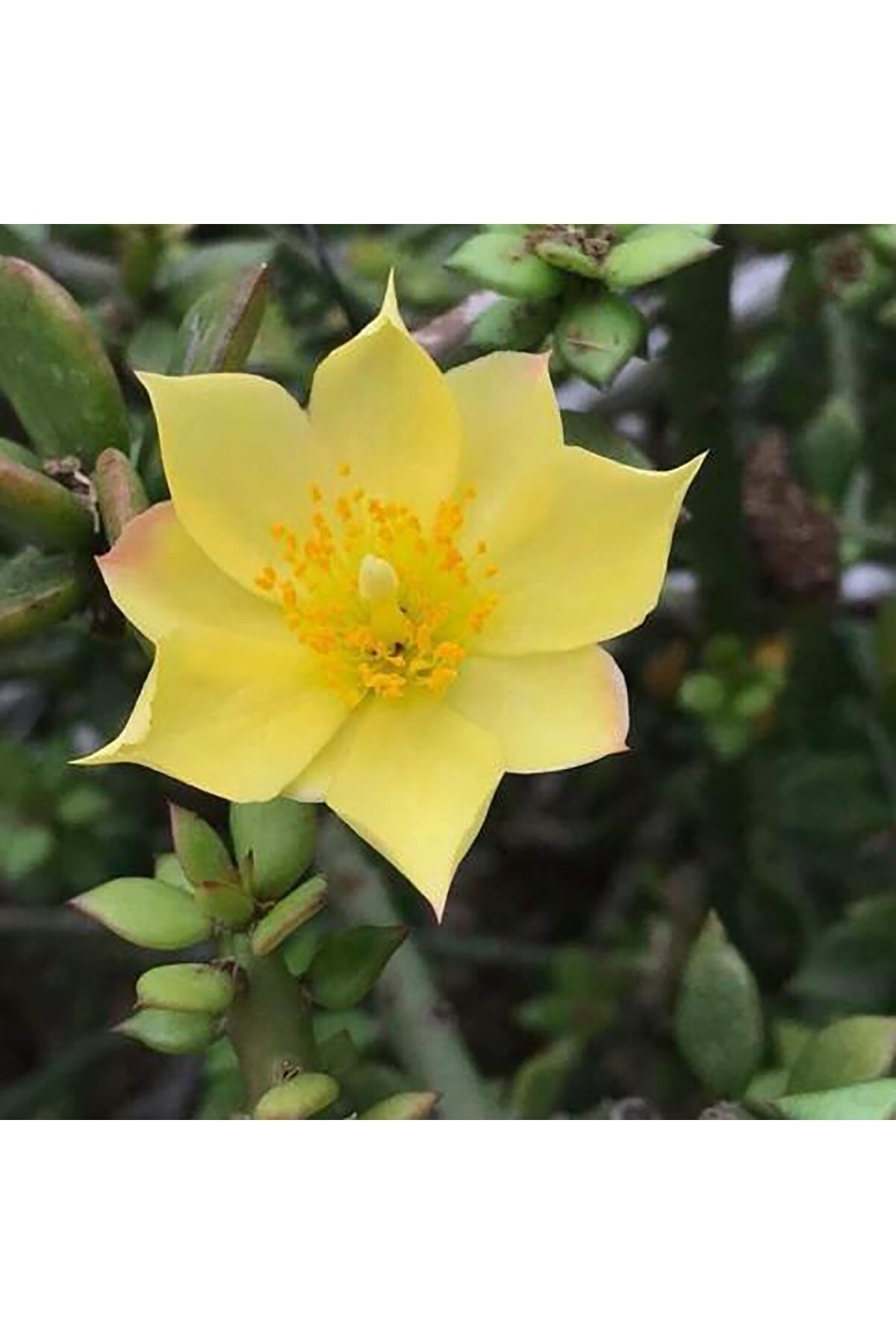 Pereskiopsis Spathulata Aşı Kök Bitkisi Sarı Çiçek Veren Kaktüs 5.5 Cm Saksıda 6