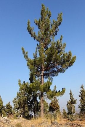 Tüplü Kara Çam (Pinus Nigra) Fidanı DHKLX459