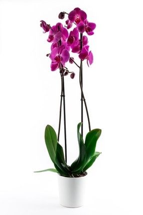 Phalaenopsis Mor Orkide Çiçeği 70-80 Cm 2 Dallı Canlı Çiçek 74654 34330149