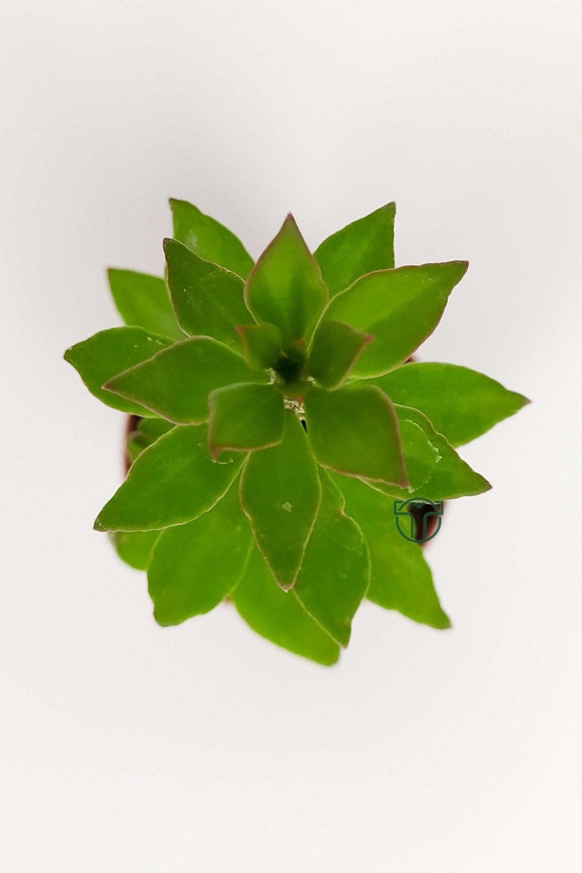 Pereskiopsis Spathulata Aşı Kök Bitkisi Sarı Çiçek Veren Kaktüs 5.5 Cm Saksıda 4