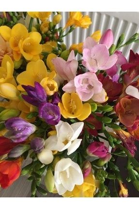 Katmerli Frezya Çiçeği Soğanı 10 Adet 4178542142514