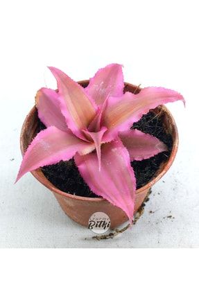 Cryptanthus Bivittatus 