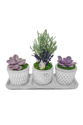 3'lü Trio Lavanta Ve Sukulent Flora Set&beton Saksıda Canlı Hediye Çiçek&iç Mekan Bitki 15-20 Cm CS1563