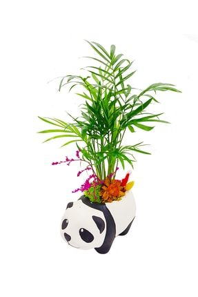 Seramik Panda Saksıda Mini Palmiye Chamadore Tasarımı Ev Salon Ofis Banyo Için Dekoratif Canlı Bitki CS0025