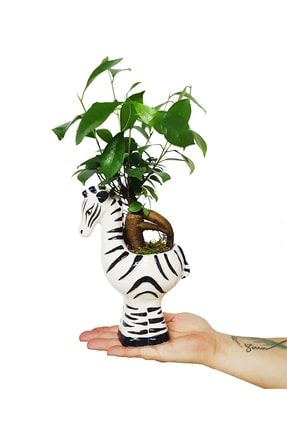 Ficus Ginseng Bonsai Seramik Zebra Saksıda Canlı Bitki Tasarımı & 20-25 Cm & Ev Salon Ofis Bitkisi CS0027