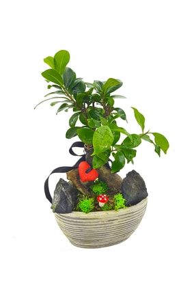 Ficus Gingseng Bonsai Grand&budanabilir Şekil Verilebilir Canlı Bonzai Ağacı&hediye Dekoratif CS1929