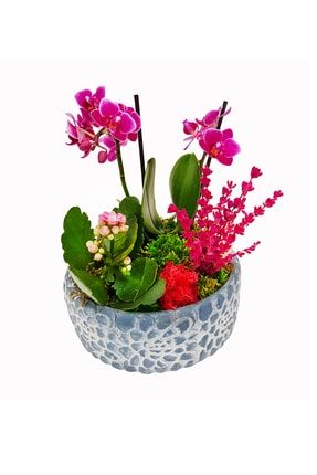 Gül Saksıda Lavantalı Phalaenopsis Orkide Ve Kalanchoe %canlı Hediye Mini Bahçe Tasarımı &20-25cm CS0061