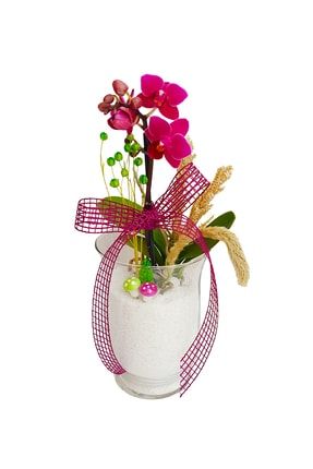 Cam Vazoda Mini Mor Orkide & Phalaenopsis Soft Tasarım & Canlı Çiçekli Bitki 20-25 Cm CS1867