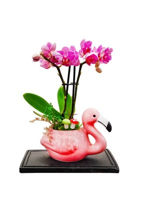 2 Dal Mini Mor Orkide Flamingo Handmade Seramik Saksıda &phalaenopsis&iç Mekan Bitki& 20-25 Cm CS1673