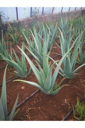 Aloe Vera Barbadensis Mıller Stocton ( 50 - 60 Cm) 3 Yaşında Saksısız Fidan AVY1002