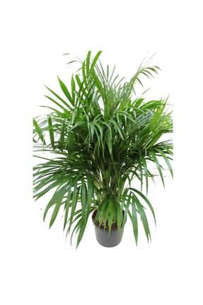 Areka Palmiyesi - Areca Dypsis Lutescens Palm - Kelebek Palmiyesi - Salon Palmiyesi 100-140cm Ithal ARECAPALM