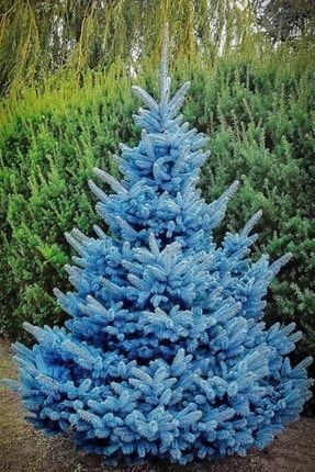 Mavi Ladin Ağacı Tohumu / 5 Adet Tohum thm9dunym28