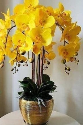 Pastel Sarı Renkli Orkide Çiçeği Tohumu 10 15 Adet 2022thmdnymm007