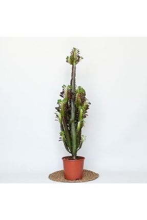 Euphorbia Trigona Rubra 80-100cm T2697