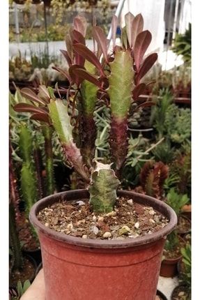 Euphorbia Trigona Royal Red 10,5cm (kaktüs) royalred10.5