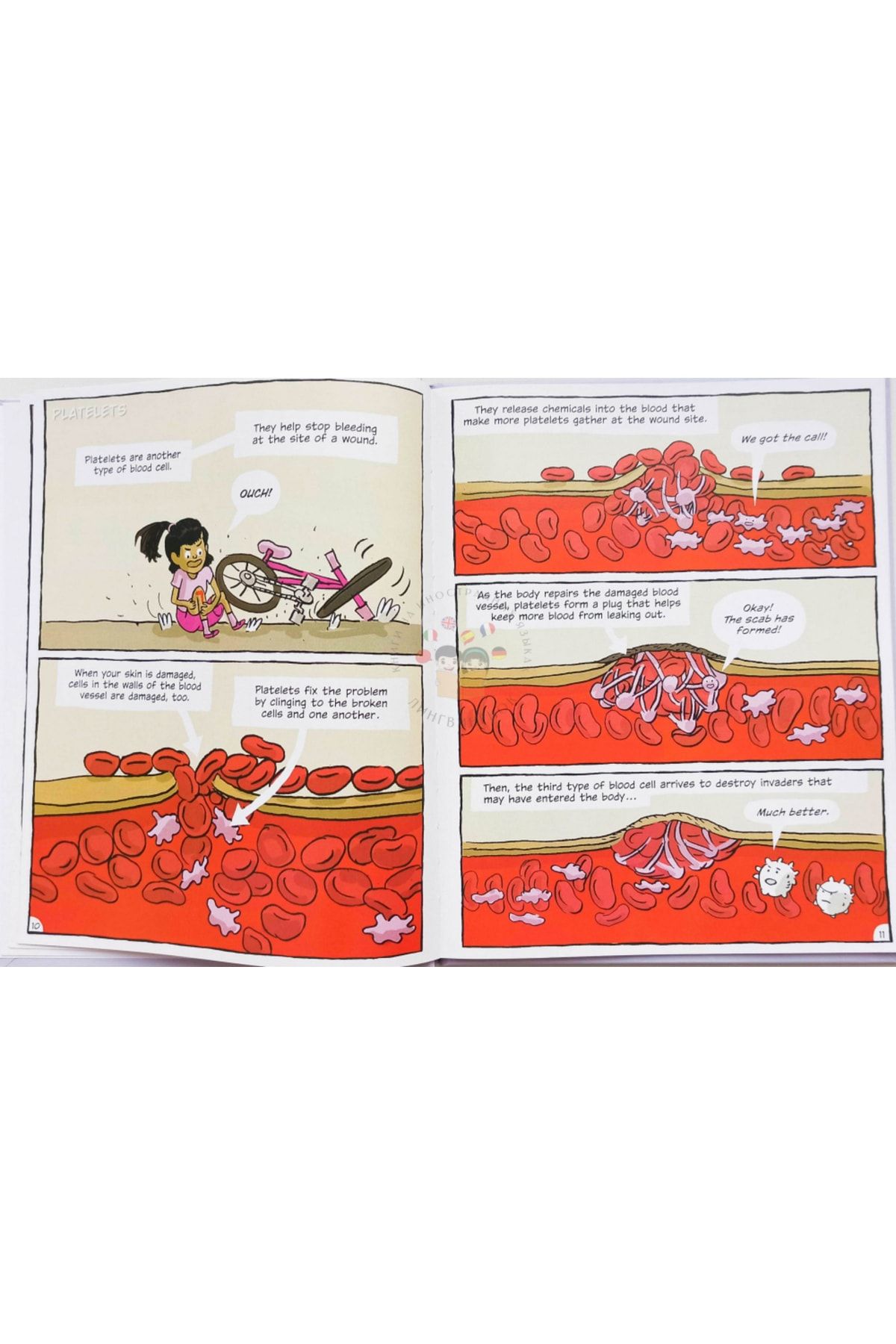 WORLD BOOK-Building Blocks Of Life Science The Circulatory System 2