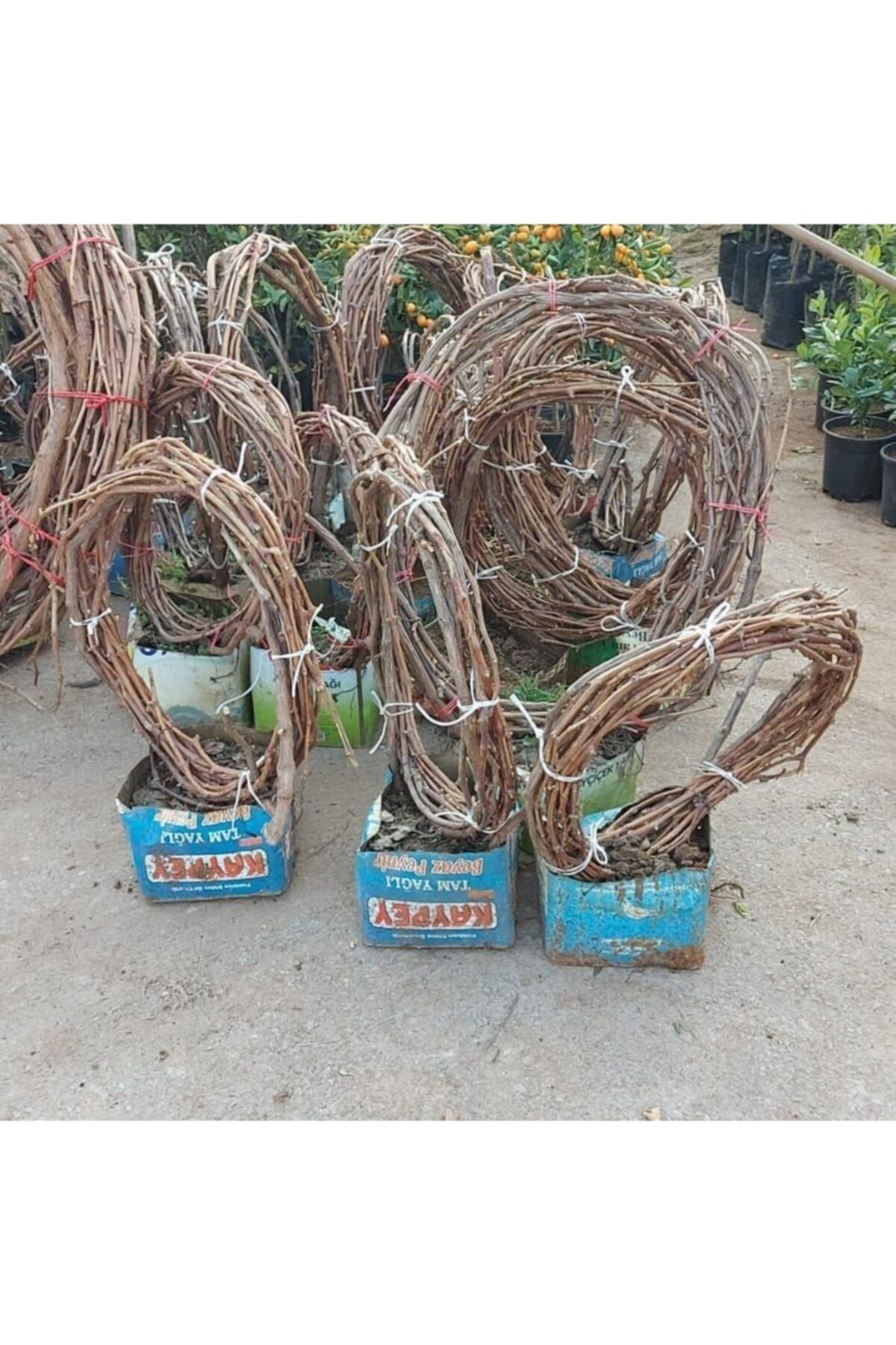 berke fidancilik 5 8 metre sarmasik