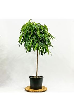 Ficus Alii (ficus Maclellandii) Tijli 120-140cm T2704